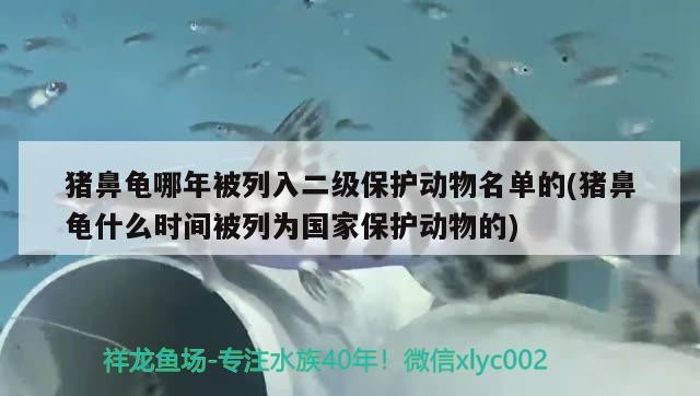 豬鼻龜哪年被列入二級保護動物名單的(豬鼻龜什么時間被列為國家保護動物的)