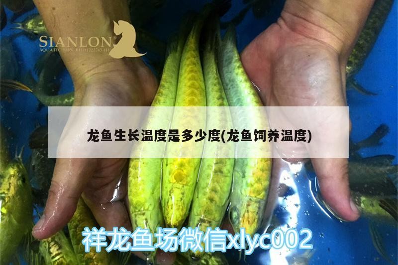 龍魚生長溫度是多少度(龍魚飼養溫度)