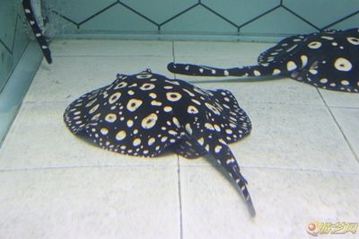魟魚可以吃嗎有毒嗎能吃嗎：魟魚可以吃嗎有毒嗎