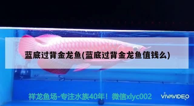 藍底過背金龍魚(藍底過背金龍魚值錢么)