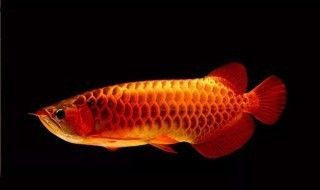 龍魚換水過多怎么辦vs祥龍魚場：祥龍魚場水質管理，龍魚適應新水過程
