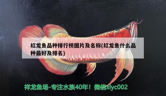 紅龍魚哪個(gè)品種最好看的好養(yǎng)：最好看且相對(duì)容易飼養(yǎng)的紅龍魚品種