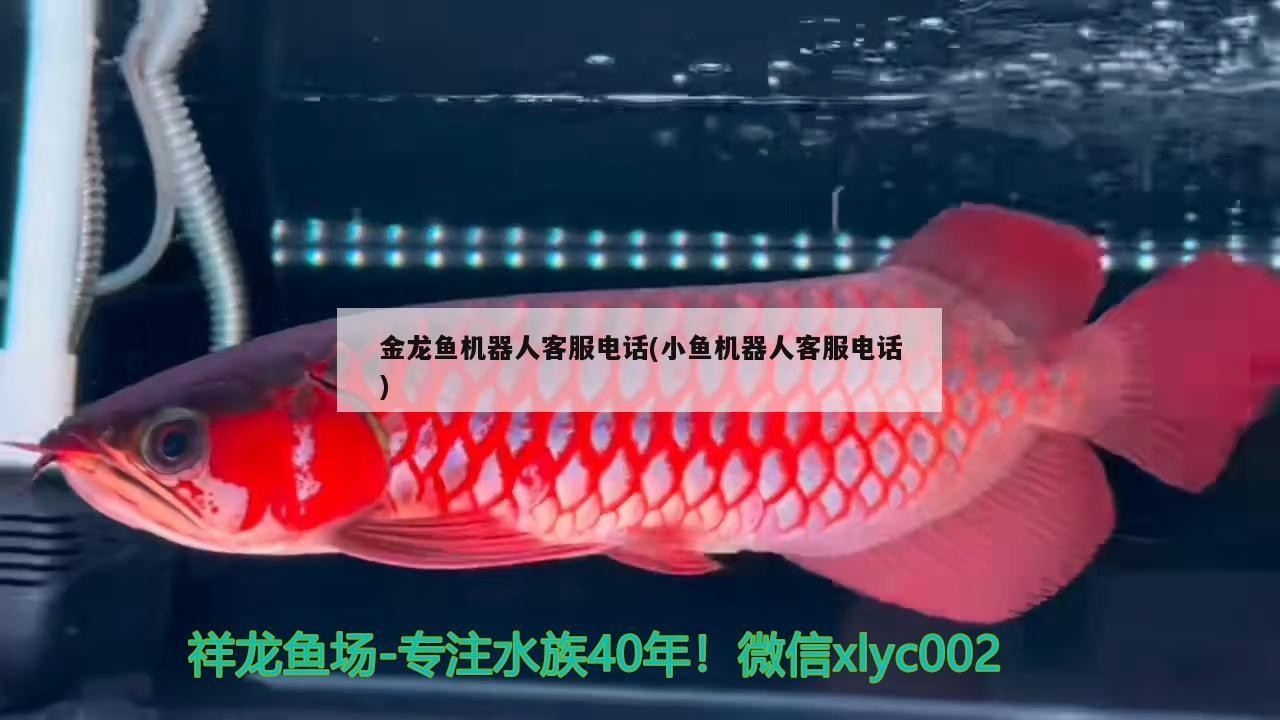 金龍魚機(jī)器人客服電話(小魚機(jī)器人客服電話)