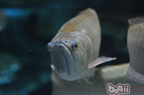 紅龍魚和銀龍魚混養好不好：紅龍魚和銀龍魚混養在理論上可行嗎？