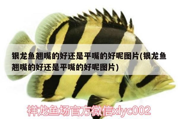 銀龍魚翹嘴的好還是平嘴的好呢圖片(銀龍魚翹嘴的好還是平嘴的好呢圖片)