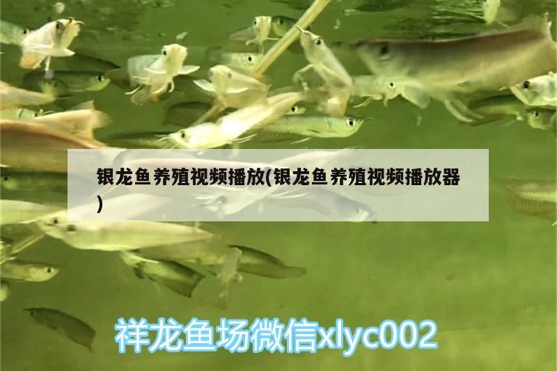 銀龍魚養殖視頻播放(銀龍魚養殖視頻播放器)