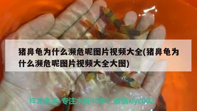 豬鼻龜為什么瀕危呢圖片視頻大全(豬鼻龜為什么瀕危呢圖片視頻大全大圖)