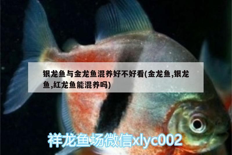 銀龍魚與金龍魚混養(yǎng)好不好看(金龍魚,銀龍魚,紅龍魚能混養(yǎng)嗎)