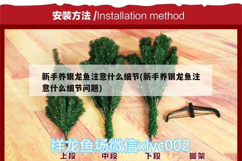 新手養銀龍魚注意什么細節(新手養銀龍魚注意什么細節問題)