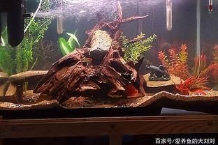 沉木放在魚缸里水發黃怎么辦啊：沉木黃水處理方法
