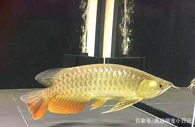 龍魚需要定期驅蟲嗎為什么vs祥龍魚場:為何龍魚不需常規驅蟲 vs祥龍魚場 第4張 龍魚需要定期驅蟲嗎為什么vs祥龍魚場:為何龍魚不需常規驅蟲 龍魚需要定期驅蟲嗎為什么vs祥龍魚場:為何龍魚不需常規驅蟲 vs祥龍魚場 第4張