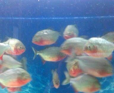 印尼虎魚好不好養在魚缸里：印尼虎魚在飼養條件下可以被良好飼養的印尼虎魚嗎