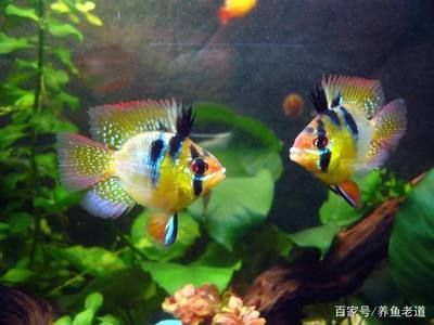 常見熱帶小型觀賞魚有哪些：泰國(guó)熱帶小型觀賞魚可以接受飼養(yǎng)熱帶小型觀賞魚的基本知識(shí)