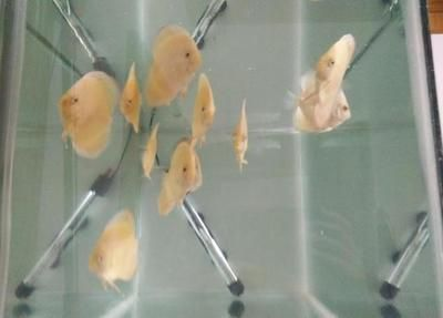 龍魚(yú)爛尾巴最簡(jiǎn)單治療方法vs祥龍魚(yú)場(chǎng)：如何選擇健康的龍魚(yú)