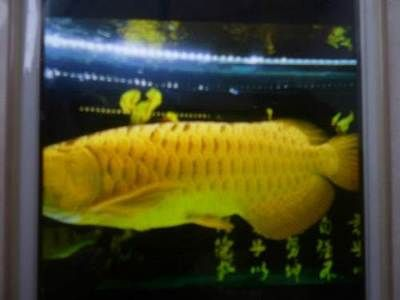 哈爾濱龍魚vs祥龍魚場(chǎng)（哈爾濱龍魚與祥龍魚場(chǎng)的區(qū)別）