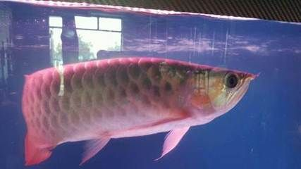 哈爾濱龍魚vs祥龍魚場(chǎng)（哈爾濱龍魚與祥龍魚場(chǎng)的區(qū)別）