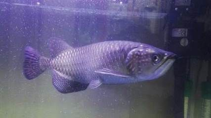 哈爾濱龍魚vs祥龍魚場(chǎng)（哈爾濱龍魚與祥龍魚場(chǎng)的區(qū)別）
