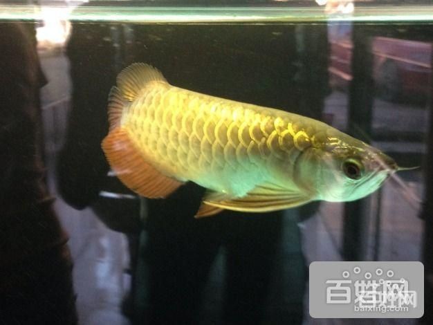 過背金龍和藍底金龍（過背金龍與藍底金龍的區別）
