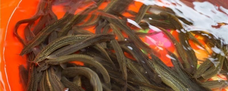 龍魚吃泥鰍好還是小魚好vs祥龍魚場：龍魚吃小魚更好一些，祥龍魚場可能提供有關龍魚的詳細飼養指南