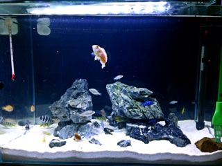 超白魚缸和普通魚缸有什么不同：如何區(qū)分超白魚缸和普通魚缸？