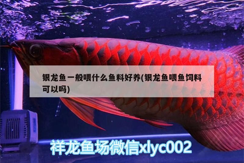 銀龍魚(yú)一般喂什么魚(yú)料好養(yǎng)(銀龍魚(yú)喂魚(yú)飼料可以嗎)