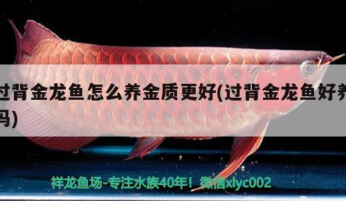 過背金龍魚怎么養(yǎng)金質(zhì)更好(過背金龍魚好養(yǎng)嗎)