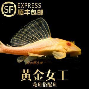紅龍魚把清道夫吃了：紅龍魚與清道夫的生態(tài)互動(dòng)