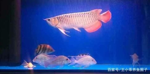 紅龍魚把清道夫吃了：紅龍魚與清道夫的生態(tài)互動(dòng)
