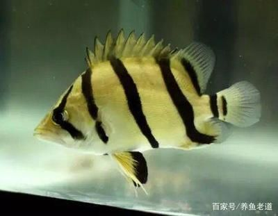 虎魚身上長白色膿狀：虎魚身上長有白色膿狀物是怎么回事
