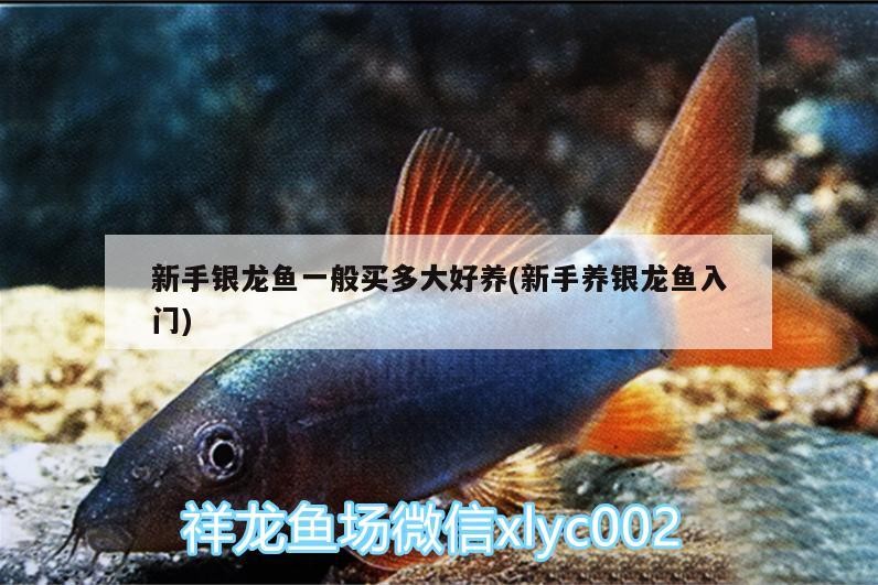 新手銀龍魚一般買多大好養(新手養銀龍魚入門)