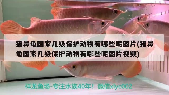 豬鼻龜國家幾級保護動物有哪些呢圖片(豬鼻龜國家幾級保護動物有哪些呢圖片視頻)