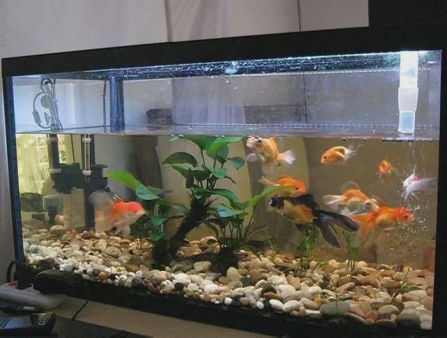 1.8米魚(yú)缸養(yǎng)什么魚(yú)：1.8米的魚(yú)缸養(yǎng)什么魚(yú)