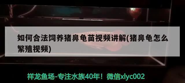 如何合法飼養豬鼻龜苗視頻講解(豬鼻龜怎么繁殖視頻)