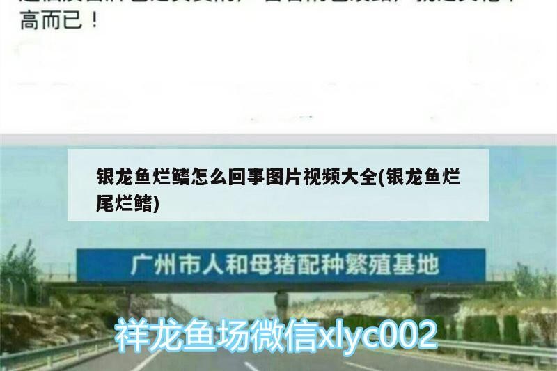 銀龍魚爛鰭怎么回事圖片視頻大全(銀龍魚爛尾爛鰭)