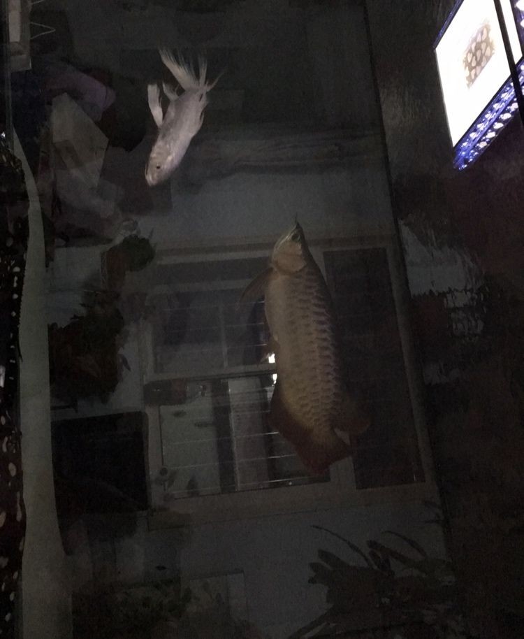 博特精品養水王牌一直關注博特水泵