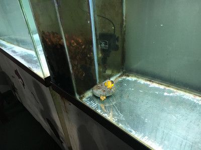 魟魚(yú)飛缸是什么原因？：魟魚(yú)飛缸是什么原因?qū)е碌模? title=