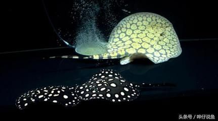 魟魚(yú)飛缸是什么原因？：魟魚(yú)飛缸是什么原因?qū)е碌模? title=