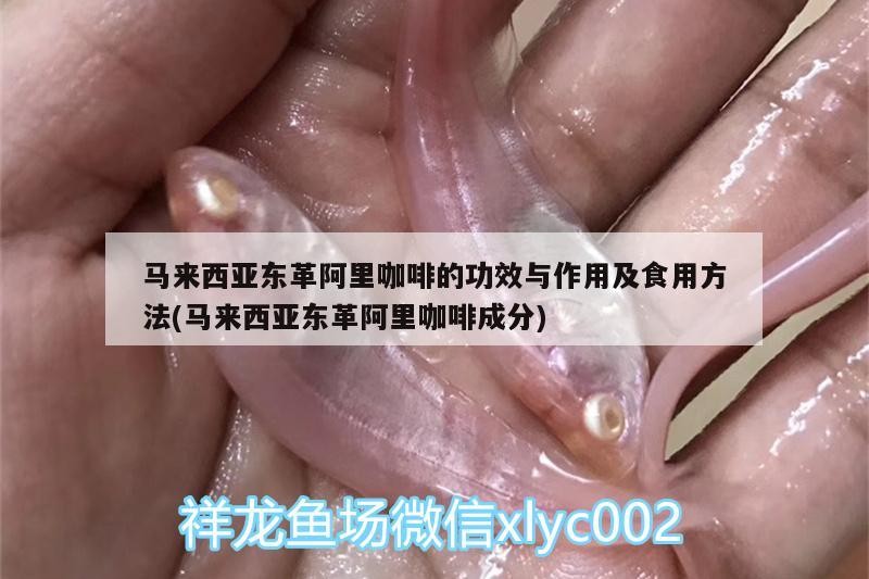馬來西亞東革阿里咖啡的功效與作用及食用方法(馬來西亞東革阿里咖啡成分)