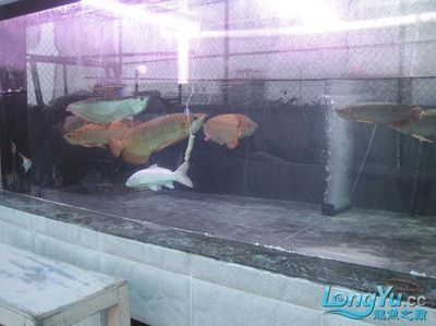 揭陽龍魚vs祥龍魚場（探討揭陽龍魚與祥龍魚場之間的差異之前需要明確這兩個(gè)概念所指的對(duì)象）