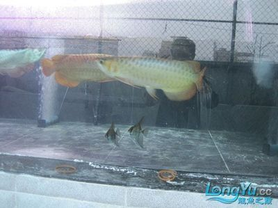 揭陽龍魚vs祥龍魚場（探討揭陽龍魚與祥龍魚場之間的差異之前需要明確這兩個(gè)概念所指的對(duì)象）