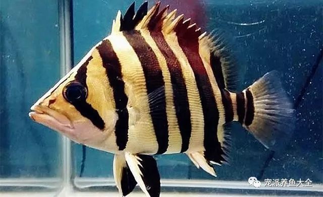 虎魚和銀龍哪個好養：淡水觀賞魚虎魚和銀龍哪個好養