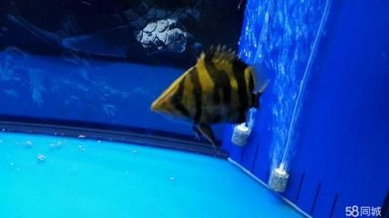 虎魚和銀龍哪個好養：淡水觀賞魚虎魚和銀龍哪個好養