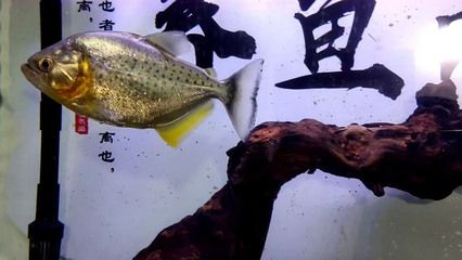 虎魚(yú)不搶食怎么辦：\"虎魚(yú)不搶食怎么辦\"