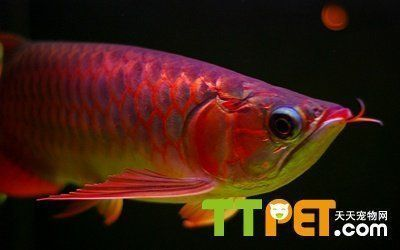 龍魚受傷后趴缸能好嗎vs祥龍魚場：如何判斷龍魚受傷嚴重