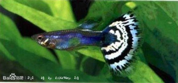 30種常見熱帶觀賞魚 觀賞魚之家：30種常見熱帶觀賞魚的飼養(yǎng)方法和注意事項
