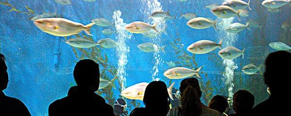 云浮水族館vs祥龍魚場（云浮水族館和祥龍魚場各有特點）