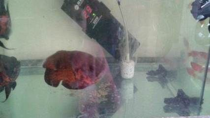 云浮水族館vs祥龍魚場（云浮水族館和祥龍魚場各有特點）
