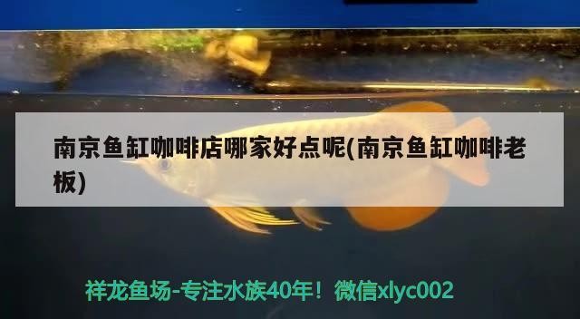 南京魚缸咖啡店哪家好點呢(南京魚缸咖啡老板)