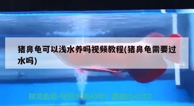 豬鼻龜可以淺水養嗎視頻教程(豬鼻龜需要過水嗎)