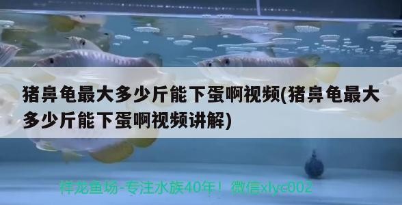 豬鼻龜最大多少斤能下蛋啊視頻(豬鼻龜最大多少斤能下蛋啊視頻講解)